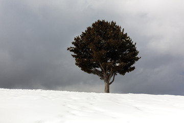 Peacefull tree in disturbed weather