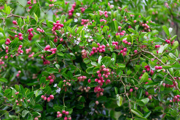 Carissa carandas L,Red Fruit herb's tree or Bengal-Currants