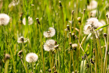 White dandelions in the grass