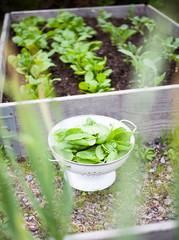 Fresh spinach