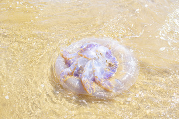 huge jellyfish on the beach