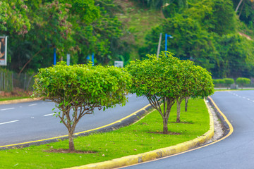 asphalt road with trees