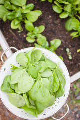Fresh spinach
