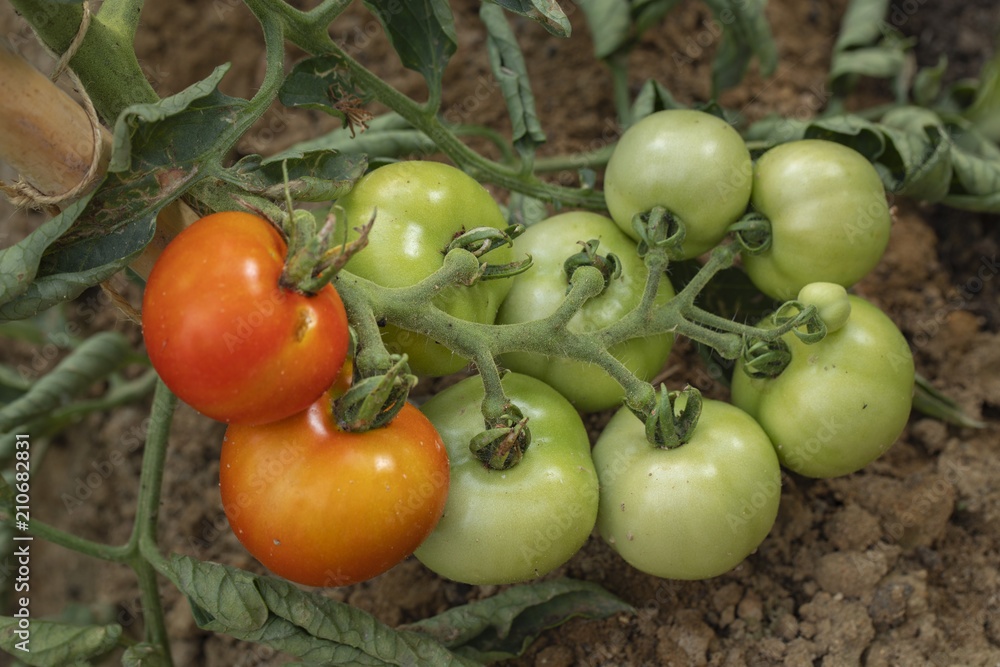 Wall mural tomatoes in a field