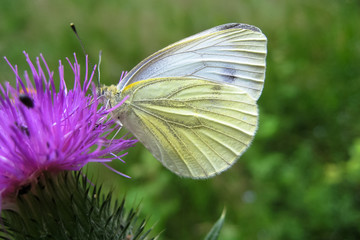 Rapsweißling, Pieris napi