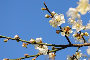 Plum Blossoms in Spring in Nantou, Taiwan