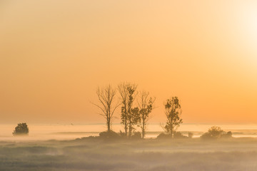 Orange color landscape with several trees immersed in fog under the rising sun. Excellent...