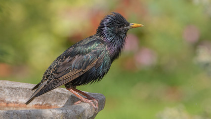 starling 