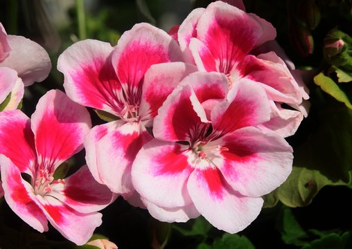 pink and red flowers of geranium potted plant