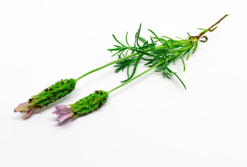 Lavendel