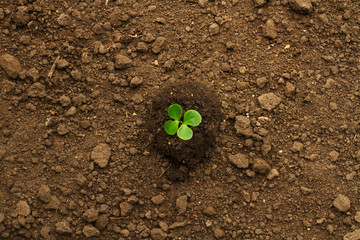 Young plant grow on dry dirt in middle frame, top view