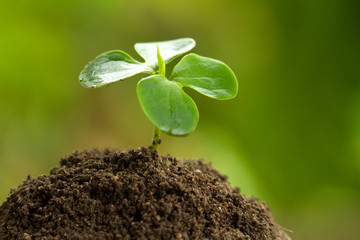 Seedling growth on rich soil with green nature background