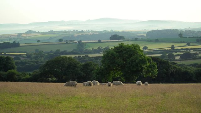 Sheep Grazing in Field with Stunning View Across Cornish Farm and Moor Land at Sunset