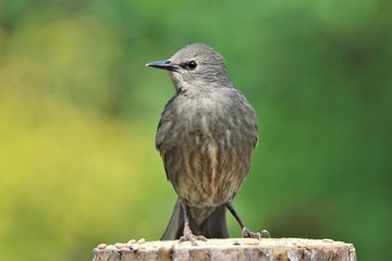 Juvenile Starling