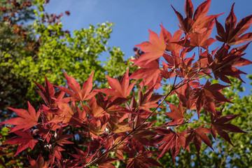 Japanischer Ahorn, Acer japonicum