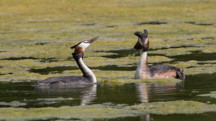 Great Crested Grebe