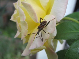 macro insetto