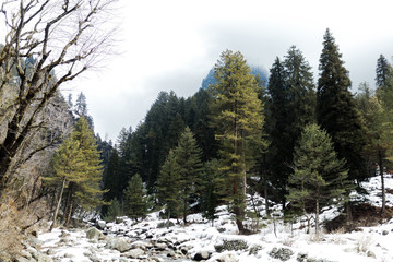 Snow and forest in Himalaya mountain