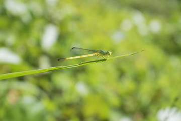 Dragonfly on leaf