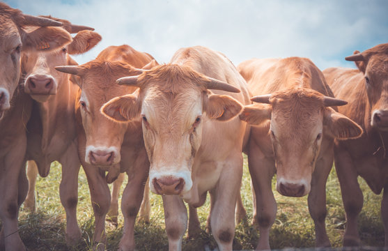 6 vaches rousses de face