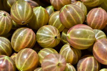 Ripe fresh green gooseberries in the garden. Growing organic berries close up of gooseberry.