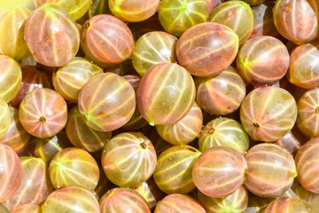 Ripe fresh green gooseberries in the garden. Growing organic berries close up of gooseberry.