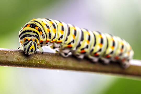 Papilio machaon Caterpillar