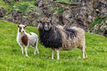 Obraz premium sheep in mykines