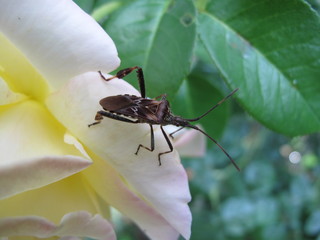 macro insetto