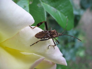 macro insetto