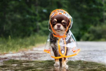 Crédence de cuisine en verre imprimé Chien chien chihuahua drôle posant dans un manteau de pluie, jour de pluie