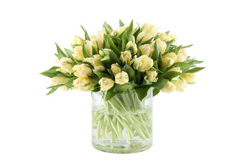 Close-up of a beautiful bouquet of white tulips in a glass vase. Isolated on white background