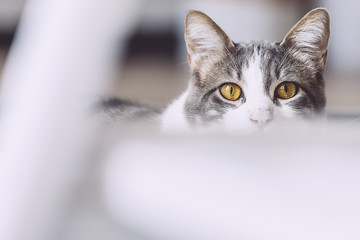 Portrait d'un jeune chat tabby, regard intense