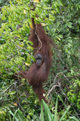 Borneo Orangutan