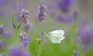 Lavendel mit Kohlweißling