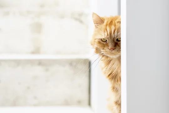 Chat Angora Roux Photo Stock Adobe Stock
