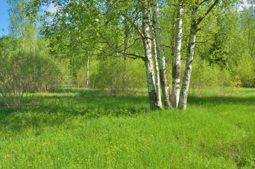 Obraz premium Sunny landscape in the forest.