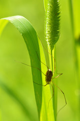 Spider sitting on the grass.