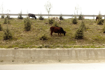 Cows eating grass on road