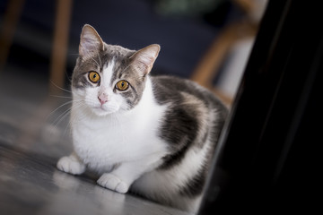 Chat tabby