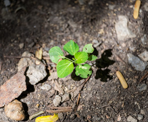 Plant green young sprout growing on soil