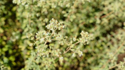 Winter savory herb (Satureja Montana) growing in the garden