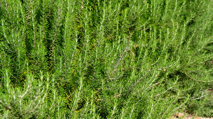 blossoming rosemary plants in the herb garden, selected focus, narrow depth of field