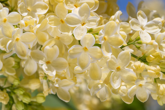 Springtime Bunches Of Yellow Lilac Blossoms