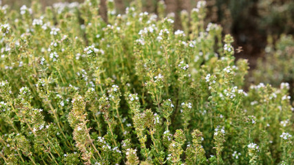 Thyme plant growing in the herb garden