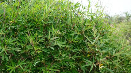 Vitex negundo (Chinese chaste tree, five-leaved chaste tree, horseshoe vitex) ; The numerous small...