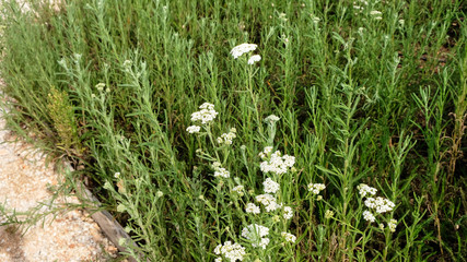 Nature in summer, wild flowers in meadow. Achillea Millefolium, White Yarrow, Common Yarrow