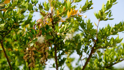 Myrtus myrtle - Plantae Angiosperms Eudicots Rosids Myrtales Myrtaceae.