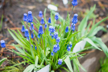 Muscari armeniacum (Blue Grape Hyacinth) blooming in the garden. Selective focus. Shallow depth of field.