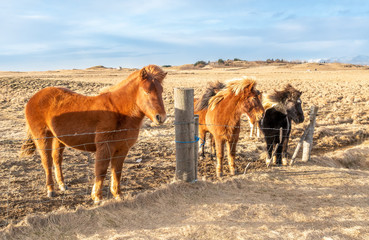 Icelandic horse in farm in Iceland